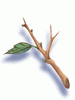 Icon of Mystic Tree Branch