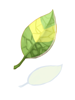 Icon of Smokie Leaf